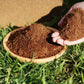 Hot Sale ⏳Organic Coconut Fiber Nutrient Soil for Plants